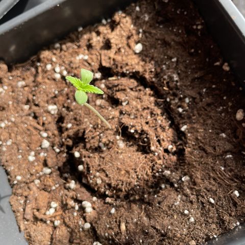 #1 Apple Fritter Auto  growlog timeline photo