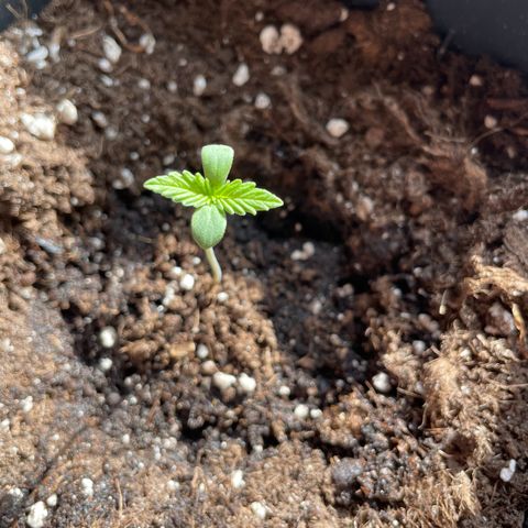 #2 Apple Fritter Auto  growlog photo: El crecimiento de las hojas parece normal y el tallo no se alarga más. Todo parece estable. 