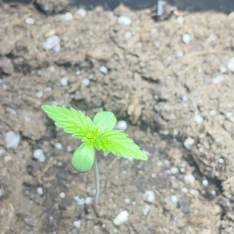 #2 Apple Fritter Auto  growlog photo: Crece uniforme y sin complicaciones. 