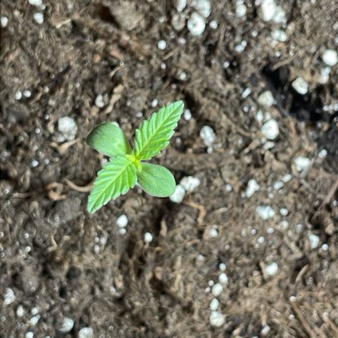 #1 Apple Fritter Auto  growlog photo: Las luces parecen funcionar a la perfección. Ha dado un gran cambio con las 20 horas de luz que han recibido del nuevo led. 