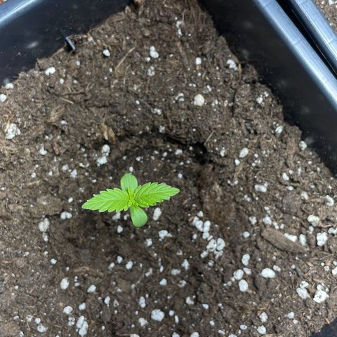 #2 Apple Fritter Auto  growlog photo: Las 20 horas de luz que las he proporcionado le ha sentado bien. Ha ensanchado sus hojas y ya asoman las segundas. Ahora las dejaré a oscuras 4 horas y las volveré a poner la luz otras 20. 