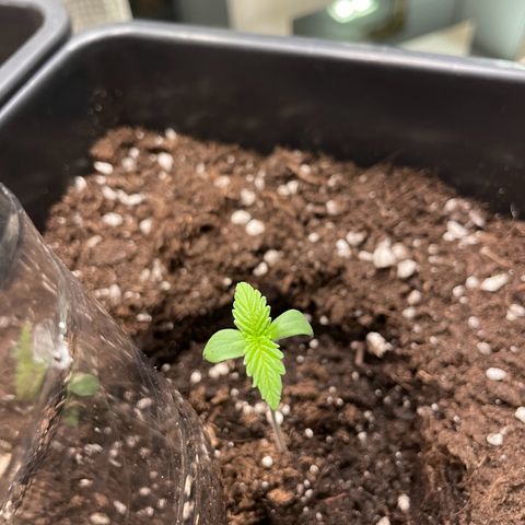 #1 Apple Fritter Auto  growlog photo: 1:21 A.M