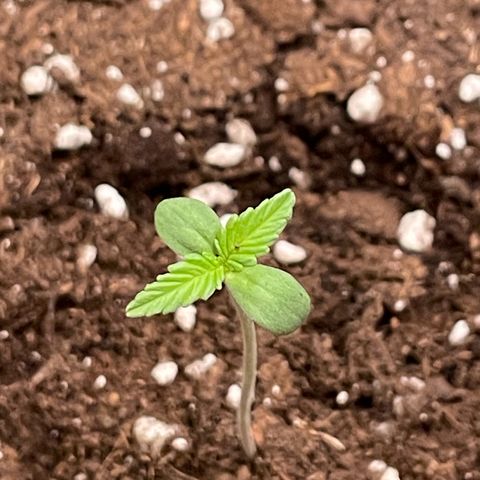#2 Apple Fritter Auto  growlog photo: 1:22 A.M