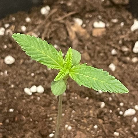 #1 Apple Fritter Auto  growlog photo: Mantengo la temperatura y la humedad estable. Las hojas recuperan su crecimiento ya que se espigó un poco por falta de luz la primera semana. He añadido tierra a la base del tallo para que esté más estable. 