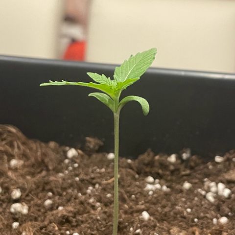 #2 Apple Fritter Auto  growlog photo: Se aprecia ya el segundo piso, formando el primer nudo. Los segundos pares de hojas también avanzan a buen ritmo. Temperatura y humedad estables. 