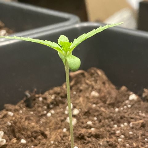 #2 Apple Fritter Auto  growlog photo: Se aprecia ya el segundo piso, formando el primer nudo. Los segundos pares de hojas también avanzan a buen ritmo. Temperatura y humedad estables. 