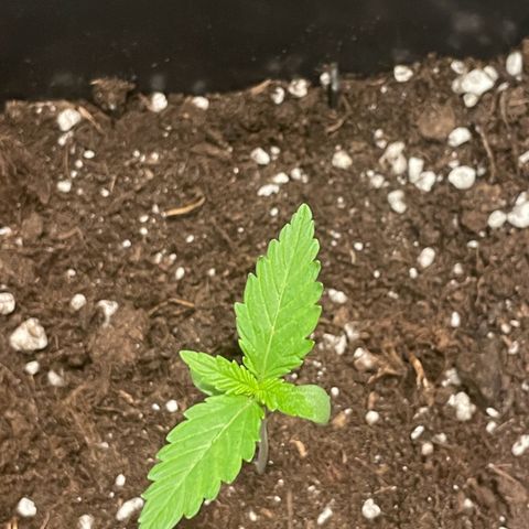 #2 Apple Fritter Auto  growlog photo: Se aprecia ya el segundo piso, formando el primer nudo. Los segundos pares de hojas también avanzan a buen ritmo. Temperatura y humedad estables. 