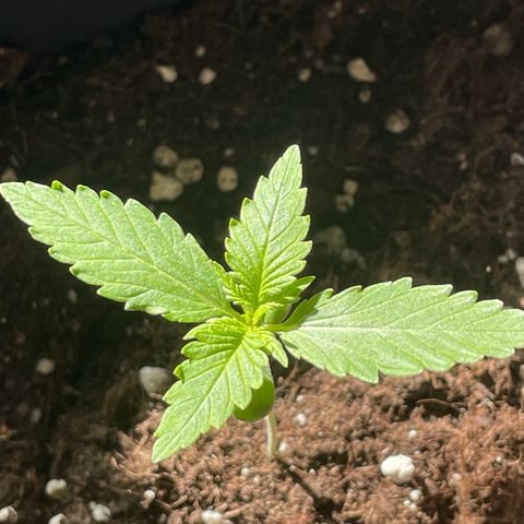 #2 Apple Fritter Auto  growlog photo: 13:49 P.M

Aprovecho las pocas horas que tengo de luz y lo convino con los led 