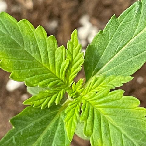 #2 Apple Fritter Auto  growlog photo: 12:26 P.M