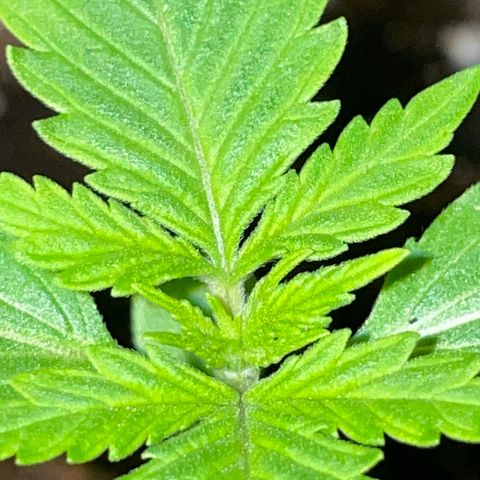 #2 Apple Fritter Auto  growlog photo: 12:26 P.M