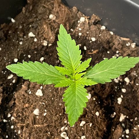 #2 Apple Fritter Auto  growlog photo: 12:26 P.M
