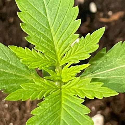 #2 Apple Fritter Auto  growlog photo: 12:26 P.M