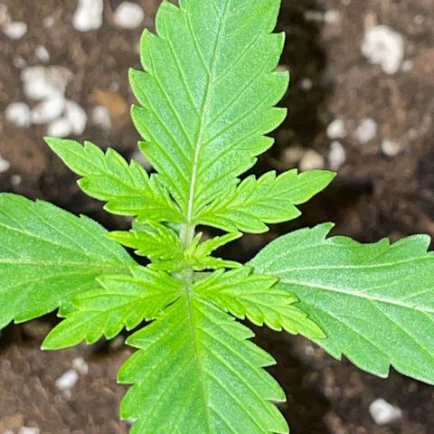 #2 Apple Fritter Auto  growlog photo: 17:51