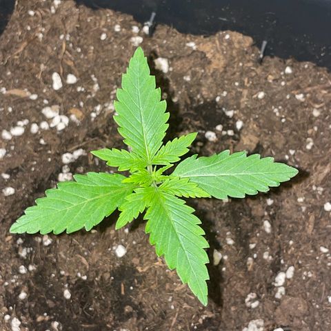 #2 Apple Fritter Auto  growlog photo: 23:55 P.M