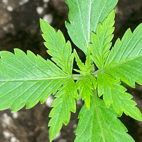#2 Apple Fritter Auto  growlog photo: 23:55 P.M