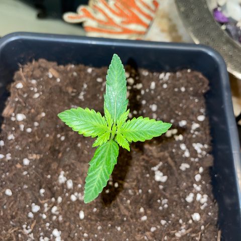 #1 Apple Fritter Auto  growlog timeline photo