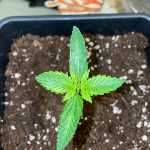 #1 Apple Fritter Auto  growlog timeline photo