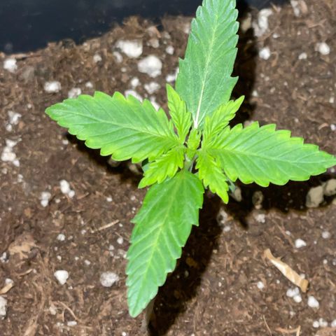 #1 Apple Fritter Auto  growlog photo: 23:49