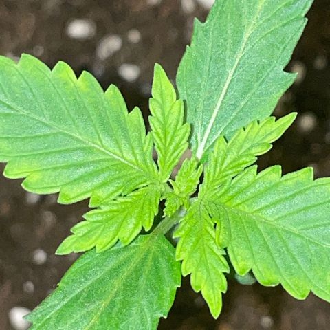 #1 Apple Fritter Auto  growlog photo: 23:49