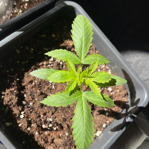 #1 Apple Fritter Auto  growlog photo: La planta sigue dentro de una botella de 5 litros de agua cortada a la mitad para mantener temperatura y humedad. Intercaló las horas de luz del sol con la de las led. Le salieron unas mariquitas en las puntas y separé los led a 45 cm en lugar de a 35. Parece haber funcionado ya que no se ha extendido. 