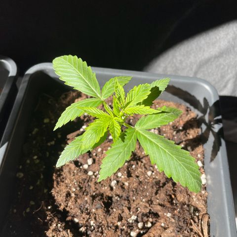 #1 Apple Fritter Auto  growlog photo: La planta sigue dentro de una botella de 5 litros de agua cortada a la mitad para mantener temperatura y humedad. Intercaló las horas de luz del sol con la de las led. Le salieron unas mariquitas en las puntas y separé los led a 45 cm en lugar de a 35. Parece haber funcionado ya que no se ha extendido. 