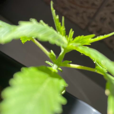 #2 Apple Fritter Auto  growlog photo: Creo a pasos agigantados. Próximo riego con enraizante bionova. La planta sigue dentro de una botella de 5 litros de agua cortada a la mitad para mantener temperatura y humedad. Intercaló las horas de luz del sol con la de las led. Le salieron unas mariquitas en las puntas y separé los led a 45 cm en lugar de a 35. Parece haber funcionado ya que no se ha extendido. 