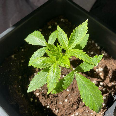 #2 Apple Fritter Auto  growlog photo: Creo a pasos agigantados. Próximo riego con enraizante bionova. La planta sigue dentro de una botella de 5 litros de agua cortada a la mitad para mantener temperatura y humedad. Intercaló las horas de luz del sol con la de las led. Le salieron unas mariquitas en las puntas y separé los led a 45 cm en lugar de a 35. Parece haber funcionado ya que no se ha extendido. 