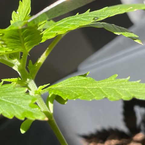 #2 Apple Fritter Auto  growlog photo: Creo a pasos agigantados. Próximo riego con enraizante bionova. La planta sigue dentro de una botella de 5 litros de agua cortada a la mitad para mantener temperatura y humedad. Intercaló las horas de luz del sol con la de las led. Le salieron unas mariquitas en las puntas y separé los led a 45 cm en lugar de a 35. Parece haber funcionado ya que no se ha extendido. 