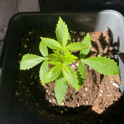 #2 Apple Fritter Auto  growlog photo: Creo a pasos agigantados. Próximo riego con enraizante bionova. La planta sigue dentro de una botella de 5 litros de agua cortada a la mitad para mantener temperatura y humedad. Intercaló las horas de luz del sol con la de las led. Le salieron unas mariquitas en las puntas y separé los led a 45 cm en lugar de a 35. Parece haber funcionado ya que no se ha extendido. 