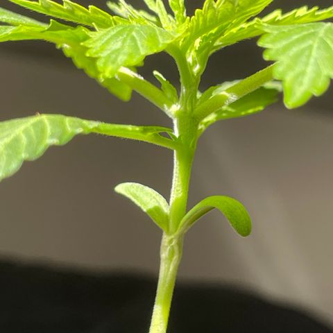 #1 Apple Fritter Auto  growlog photo: La planta sigue dentro de una botella de 5 litros de agua cortada a la mitad para mantener temperatura y humedad. Intercaló las horas de luz del sol con la de las led. Le salieron unas mariquitas en las puntas y separé los led a 45 cm en lugar de a 35. Parece haber funcionado ya que no se ha extendido. 