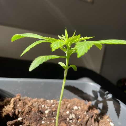 #1 Apple Fritter Auto  growlog photo: La planta sigue dentro de una botella de 5 litros de agua cortada a la mitad para mantener temperatura y humedad. Intercaló las horas de luz del sol con la de las led. Le salieron unas mariquitas en las puntas y separé los led a 45 cm en lugar de a 35. Parece haber funcionado ya que no se ha extendido. 