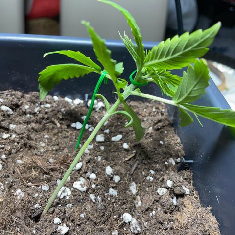 #2 Apple Fritter Auto  growlog photo: LST