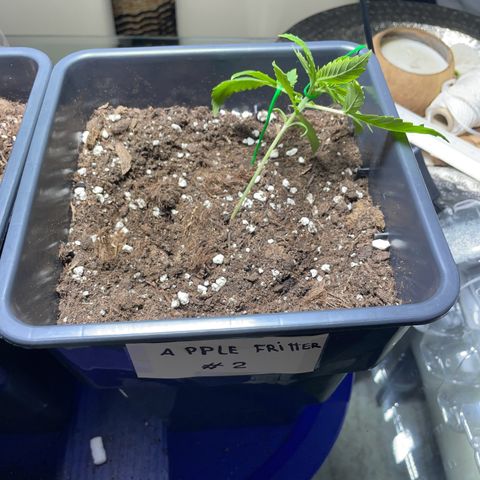 #2 Apple Fritter Auto  growlog photo: LST