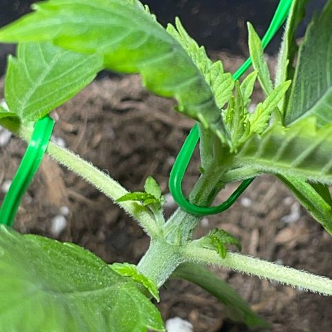 #2 Apple Fritter Auto  growlog photo: LST