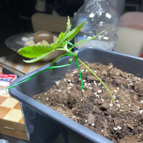 #1 Apple Fritter Auto  growlog photo: LST