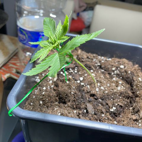 #1 Apple Fritter Auto  growlog photo: LST