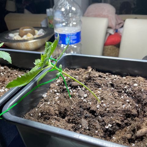 #1 Apple Fritter Auto  growlog photo: LST