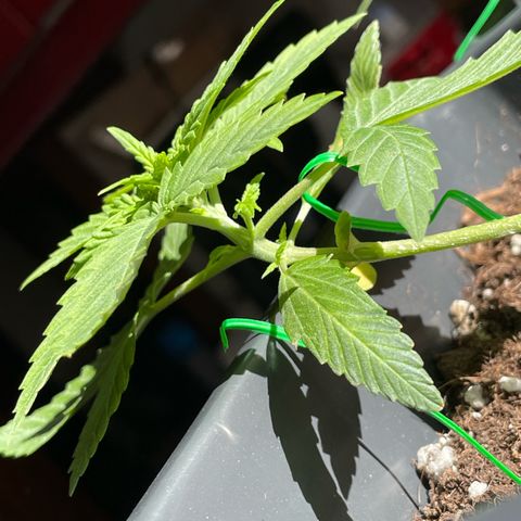 #1 Apple Fritter Auto  growlog photo: 11:46 AM 
Se realentizo su crecimiento. Observaremos cómo avanza en los siguientes días después de fertilizar. 
