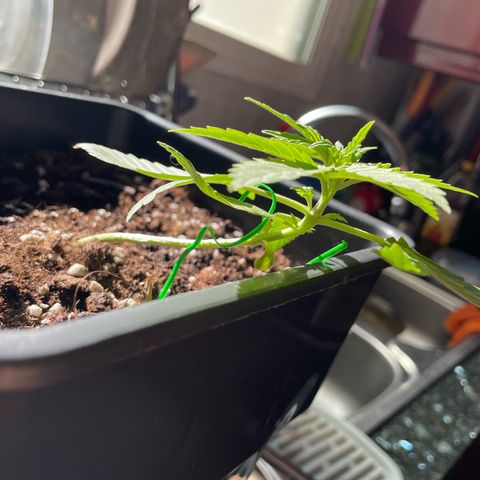 #1 Apple Fritter Auto  growlog photo: 11:46 AM 
Se realentizo su crecimiento. Observaremos cómo avanza en los siguientes días después de fertilizar. 