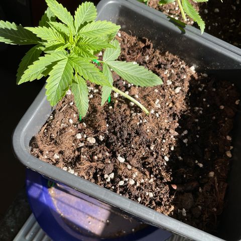 #1 Apple Fritter Auto  growlog photo: 11:46 AM 
Se realentizo su crecimiento. Observaremos cómo avanza en los siguientes días después de fertilizar. 