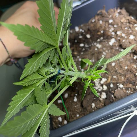 #1 Apple Fritter Auto  growlog photo: Continuó aplicando lst para hacer llegar luz a las ramas laterales y conseguir varias puntas, rompiendo la dominancia apical. De momento parece funcionar, va mejor en la Apple fritter #2, aún así es estable y está sana. 