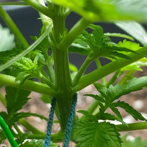 #2 Apple Fritter Auto  growlog photo: Continuó aplicando lst para hacer llegar luz a las ramas laterales y conseguir varias puntas, rompiendo la dominancia apical
