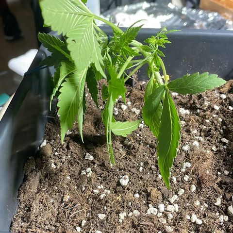 #2 Apple Fritter Auto  growlog photo: Continuó aplicando lst para hacer llegar luz a las ramas laterales y conseguir varias puntas, rompiendo la dominancia apical