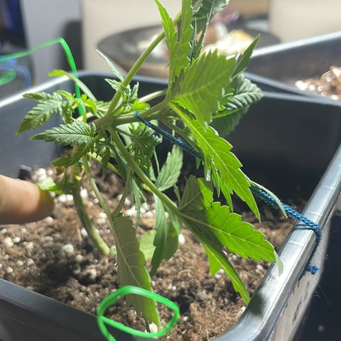 #2 Apple Fritter Auto  growlog photo: Continuó aplicando lst para hacer llegar luz a las ramas laterales y conseguir varias puntas, rompiendo la dominancia apical