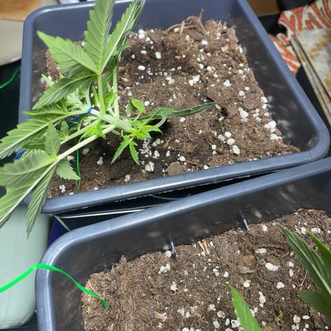 #1 Apple Fritter Auto  growlog photo: Continuó aplicando lst para hacer llegar luz a las ramas laterales y conseguir varias puntas, rompiendo la dominancia apical. De momento parece funcionar, va mejor en la Apple fritter #2, aún así es estable y está sana. 