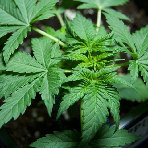 #2 Apple Fritter Auto  growlog timeline photo