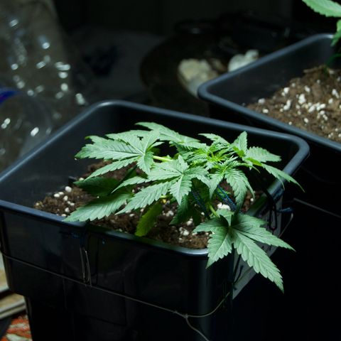 #2 Apple Fritter Auto  growlog timeline photo