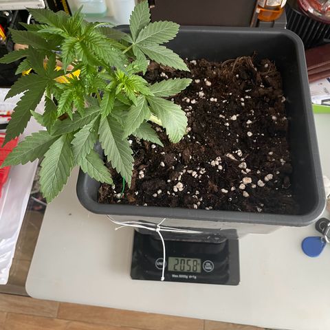 #1 Apple Fritter Auto  growlog photo: Peso las macetas para poder ver cuando se seca el sustrato ya que meter el dedo ya no me sirve por qué no evalúo el centro de la maceta. A medida que vaya desminuyendo el peso aumento decido regar o no. 