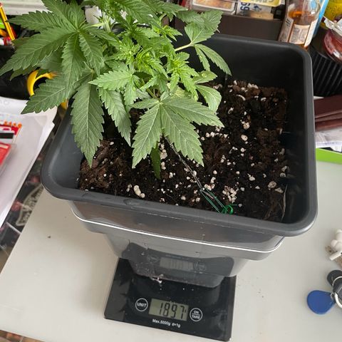 #2 Apple Fritter Auto  growlog photo: Peso las macetas para poder ver cuando se seca el sustrato ya que meter el dedo ya no me sirve por qué no evalúo el centro de la maceta. A medida que vaya desminuyendo el peso aumento decido regar o no. 