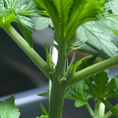 #1 Apple Fritter Auto  growlog photo: Ya se observan los primeros signos de floración, los pistilos blancos en las rama superiores. En poco saldrán pequeñas “bolitas”, y más adelante todo esto serán los preciados cogollos que tanto esperamos 🤞🏼